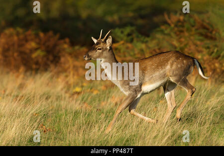Close up of a young fallow deer running, autumn in UK. Stock Photo