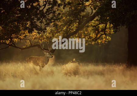 Red deer stag exhaling cold breath in early morning light, UK.