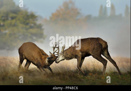 Close up of Red deer fighting during rutting season on a misty autumn morning, UK. Stock Photo