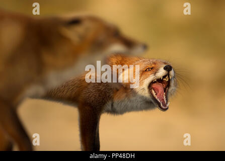 Close up of two red foxes fighting each other. Stock Photo