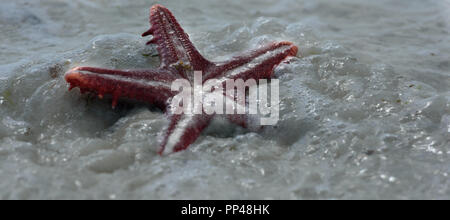 Red Starfish in the waters of Zanzibar, Tanzania, Africa Stock Photo