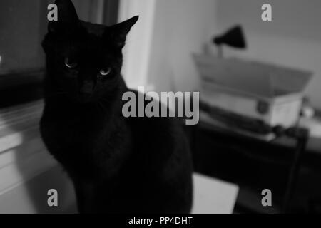 scared black cat tumblr