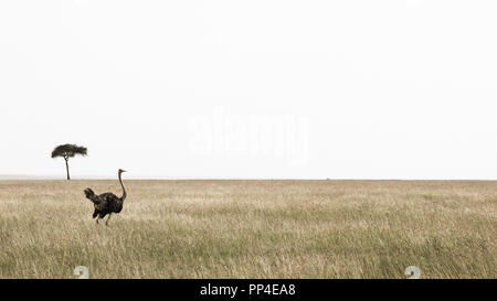 Masai Mara national park, Kenya. Beautiful ostrich. Stock Photo