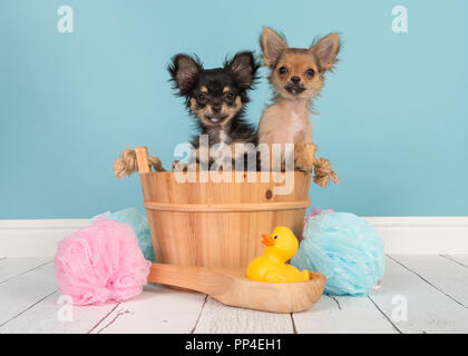 Two cute chihuahua puppies in a wooden sauna bucket in a bathroom setting with blue background Stock Photo