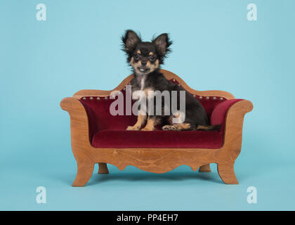 Cute chihuahua puppy sitting in a red sofa on a blue background Stock Photo
