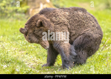 Big European brown bear ((Ursus arctos) is the most widely distributed bear and is found across much of northern Eurasia and North America. Stock Photo