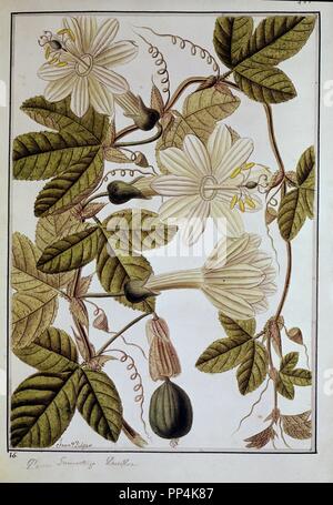 Passiflora incarnata, commonly known as maypop, purple passionflower, true passionflower, wild apricot, and wild passion vine. Location: JARDIN BOTANICO-DIBUJOS. MADRID. SPAIN. Stock Photo