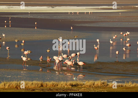 Numerous Pink Flamingos at Laguna Colorada or Red Lagoon, Bolivian Altiplano, Potosi Department of Bolivia Stock Photo