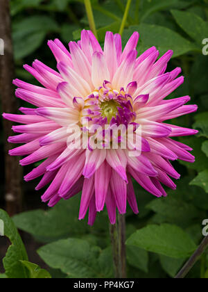 'Ruskin Andrea' Dahlia flower closeup, Derbyshire, England, UK Stock Photo