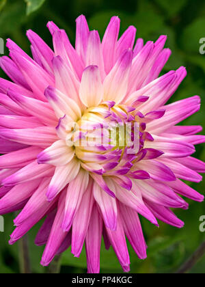 'Ruskin Andrea' Dahlia flower closeup, Derbyshire, England, UK Stock Photo