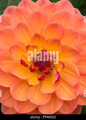 'Pam Howden' Dahlia flower closeup, Derbyshire, England, UK Stock Photo