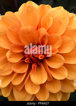 'David Howard' Dahlia flower closeup, Derbyshire, England, UK Stock Photo
