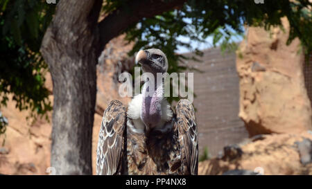 Rüppell's griffon vulture (Gyps rueppelli) Stock Photo