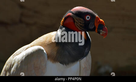King vulture (Sarcoramphus papa) profile portret in nice light Stock Photo