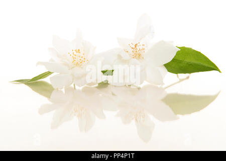 Two blooming Jasmine flowers on a white background with its reflection Stock Photo