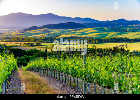 country in springtime near Montalcino in Tuscany, Italy Stock Photo