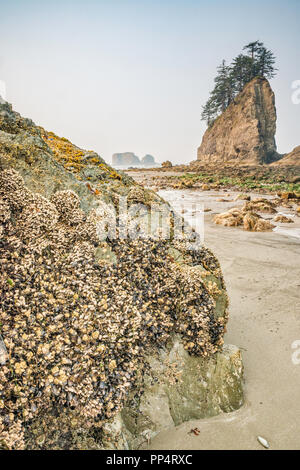 Mussels and barnacles on rocks, Quileute Needles in dist, Second Beach, part of La Push Beach, Pacific coast, Olympic Nat Park, Washington state, USA Stock Photo