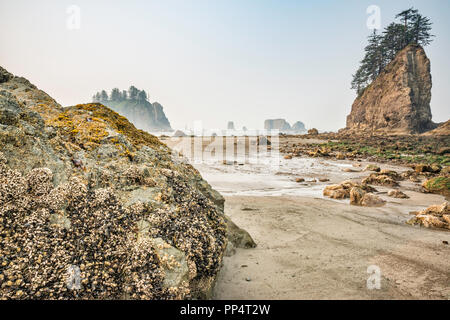 Mussels and barnacles on rocks, Quileute Needles in dist, Second Beach, part of La Push Beach, Pacific coast, Olympic Nat Park, Washington state, USA Stock Photo