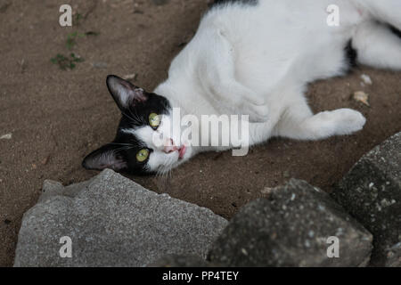 Lazy cat lying on the ground Stock Photo
