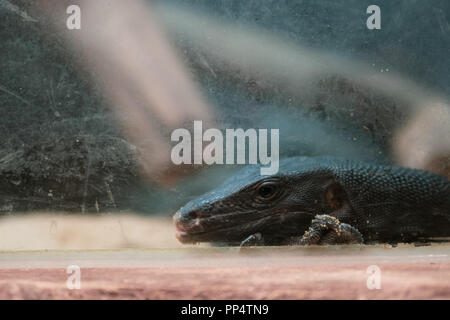 Thoughtful Black Water Monitor looking out of the window Stock Photo