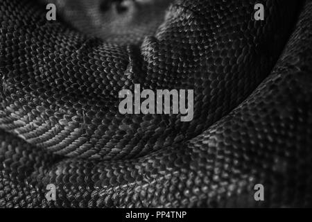 Python Skin Texture in black and white Stock Photo