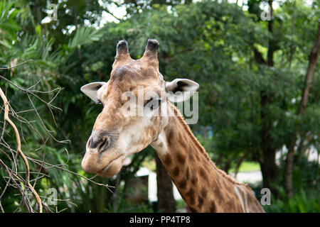 Giraffe in the zoo Stock Photo