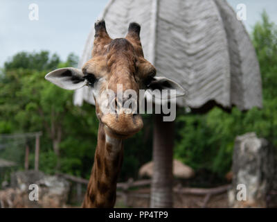 Giraffe in the zoo Stock Photo