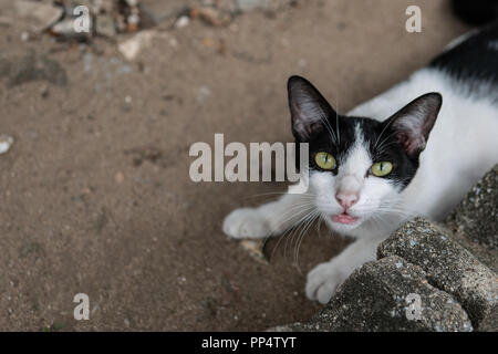 Feral Cat looking through the camera Stock Photo