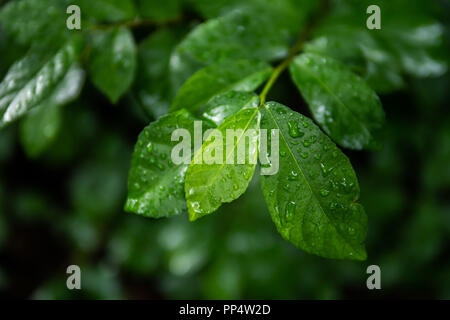 Green leaves with droplets after rain Stock Photo