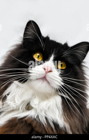 Handsome Long Haired Black Cat Stock Photo 65834353 Alamy