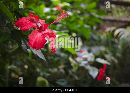 Red hibiscus flower in a tropical jungle with green background