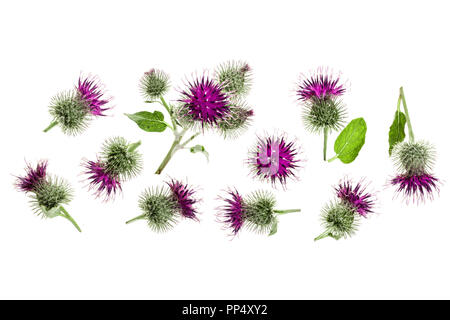 Burdock flower isolated on white background with copy space for your text. Medicinal plant: Arctium. Top view. Flat lay pattern Stock Photo