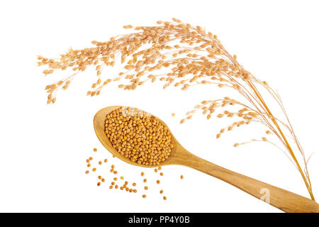 Spikes of millet and grain in wooden spoon isolated on white background Stock Photo