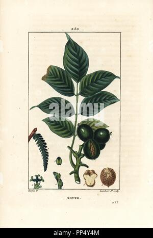 Walnut tree, Juglans regia, with branch, leaves, ripe fruit, nut in shell and in section. Handcoloured stipple copperplate engraving by Lambert Junior from a drawing by Pierre Jean-Francois Turpin from Chaumeton, Poiret et Chamberet's 'La Flore Medicale,' Paris, Panckoucke, 1830. Turpin (17751840) was one of the three giants of French botanical art of the era alongside Pierre Joseph Redoute and Pancrace Bessa. Stock Photo