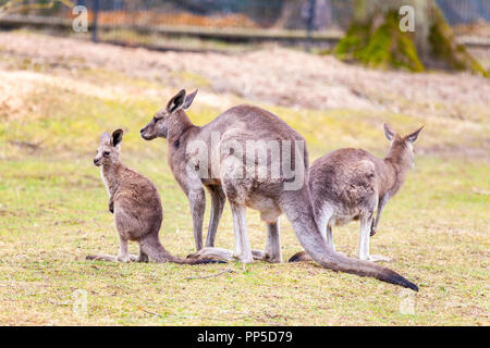 kangaroo family on grassland in a park Stock Photo