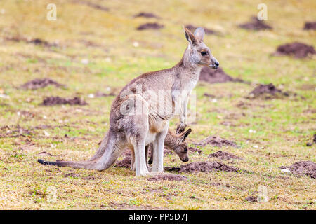 kangaroo family on grassland in a park Stock Photo