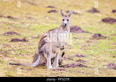 kangaroo family on grassland in a park Stock Photo