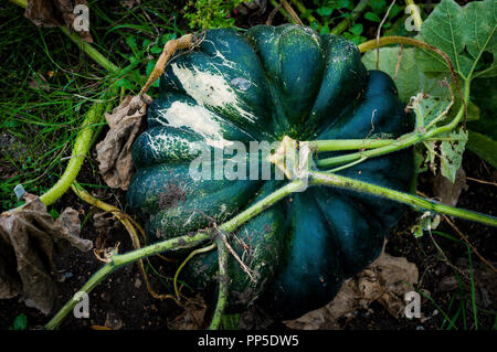 Fantastic looking and creepy Autumn pumpkins used traditionally for Halloween decorations. Stock Photo