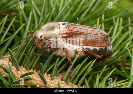 Common Cockchafer (Melolontha melolontha) resting in pine tree. Tipperary, Ireland Stock Photo