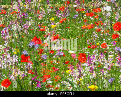 A colourful wild flower meadow in Wales UK Stock Photo