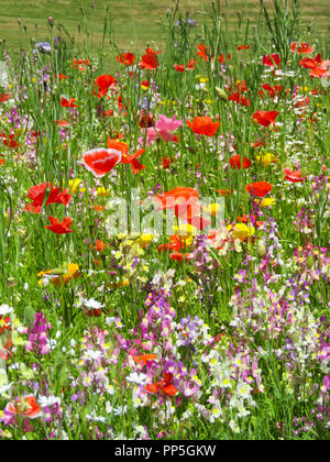 A colourful wild flower meadow in Wales UK Stock Photo