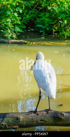 White spoonbill bird sitting on a branch at the water lake from behind Stock Photo