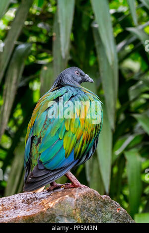 Nicobar pigeon (Caloenas nicobarica) native to the coastal regions from the Andaman and Nicobar Islands, India Stock Photo