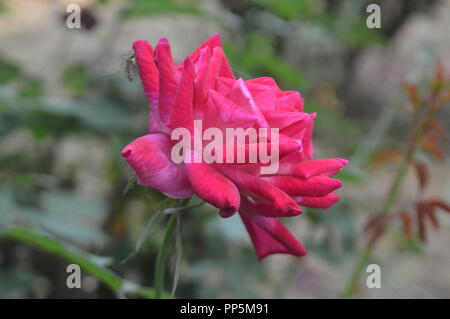White and Red mixed color rose with background blur Stock Photo