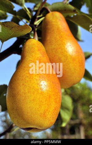 close-up of big ripe pears on a tree branch in the orchard, evening lighting Stock Photo