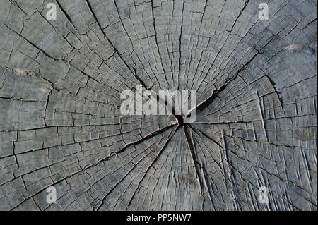 Growth rings and cracks on a cut tree trunk Stock Photo