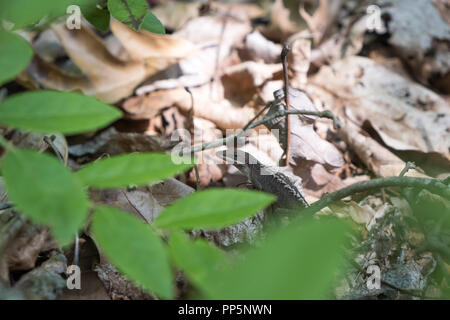 Brown anole partially hidden behind blurry foreground leaves on sunlit forest floor with soft natural light. Stock Photo
