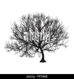 Black dry tree winter or autumn silhouette on white background. Vector eps10 illustration Stock Vector