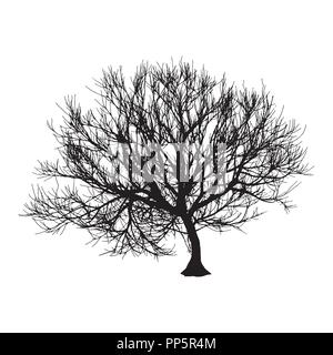Black dry tree winter or autumn silhouette on white background. Vector eps10 illustration Stock Vector
