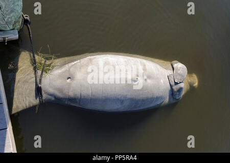 A young West Indian manatee floats on its back with flippers crossed after dying as the result of a hazardous 'red tide' in the murky Intracoastal Waterway along the Gulf of Mexico at Osprey in Sarasota County on the west coast of Florida, USA. A red tide is a higher-than-normal concentration of a microscopic algae that produces toxic chemicals harmful to both marine life and humans. 2018 was an especially deadly year for manatees, sea turtles, dolphins and fish. This aquatic mammal, also known as a sea cow, was temporarily roped to a pier piling until scientists collected the body for study. Stock Photo